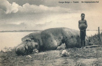 Un hippopotame tué à Yumbi (Congo Belge) sur une carte postale ancienne