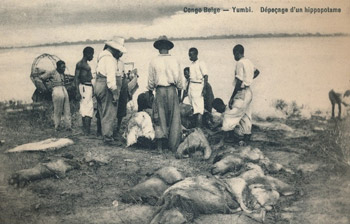 Dépeçage d'un hippopotame à Yumbi (Congo Belge) sur une carte postale ancienne